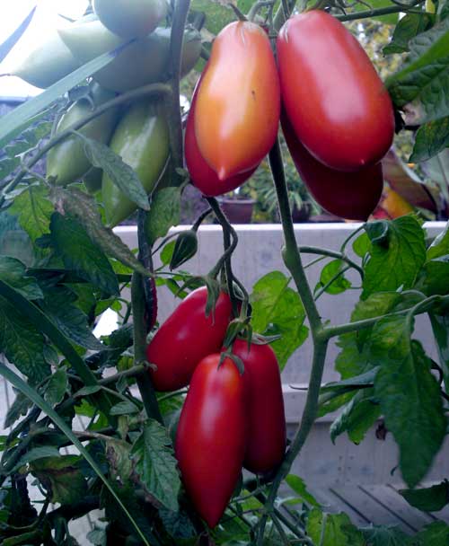 'San Marzano'-tomaat, 14 augustus 2009