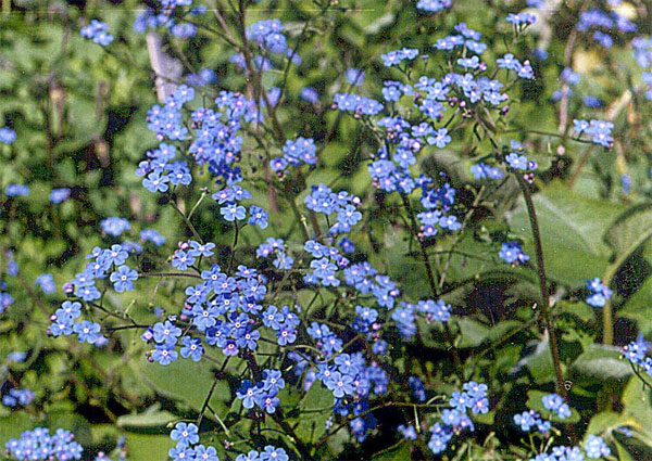 Brunnera macrophylla, 26 augustus 2007