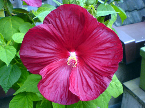 Hibiscus rood, 19 augustus 2007